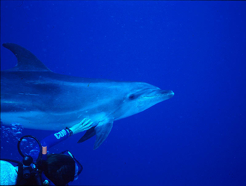 Atlantic Bottlenosed Dolphin near Cayman Brac
