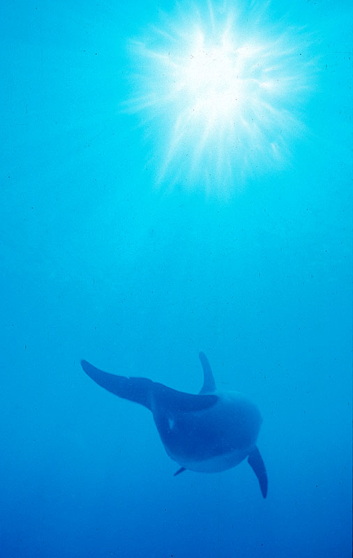 Atlantic Bottlenosed Dolphin near Cayman Brac