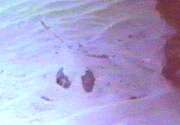 Southern Stingray hides in the sand.