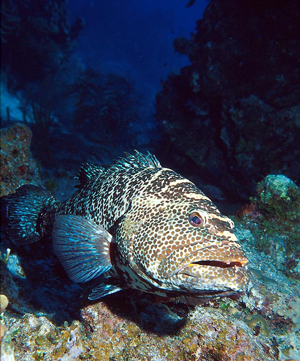 Tiger Grouper