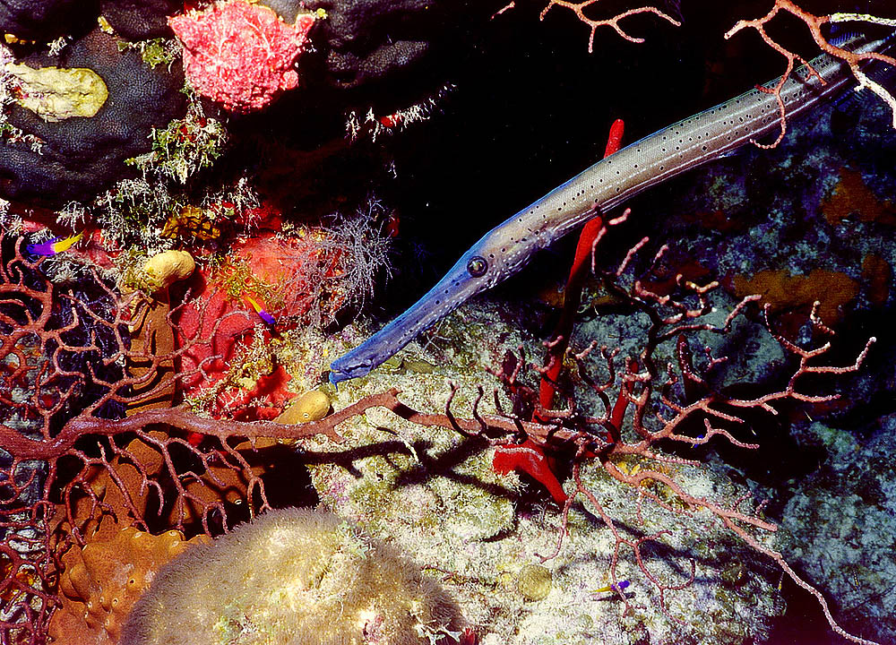 Trumpetfish among a Wall of Animals