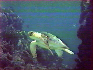 Loggerhead Turtle