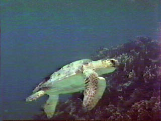 Loggerhead Turtle