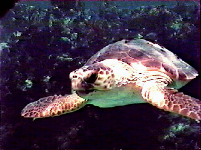 Loggerhead Turtle