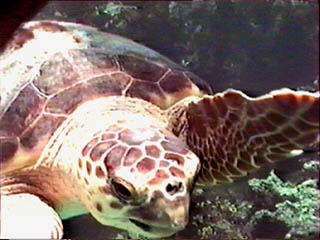 Loggerhead Turtle