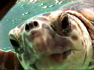 Loggerhead Turtle