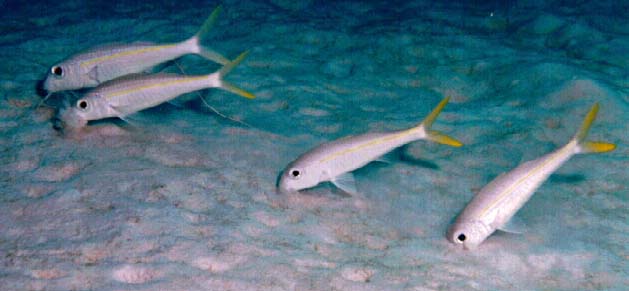 Yellow Goatfish