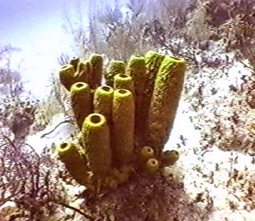 Yellow Tube Sponge