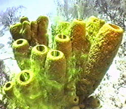 The Yellow Tube Sponge shows its pumping skill.