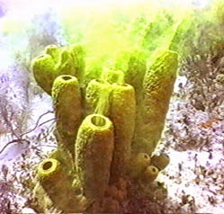 The Yellow Tube Sponge quickly clears the dye from the water.