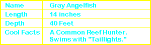 Gray Angelfish Info