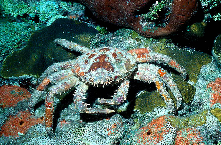 ReefNews - King Crab (Stone Crab)