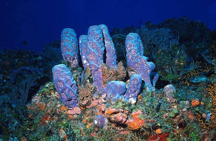 Image result for image colony of sponges