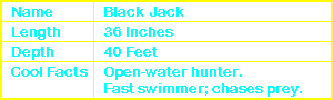 Black Jack Info