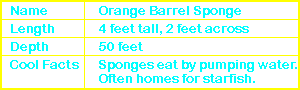 Orange Barrel Sponge Info