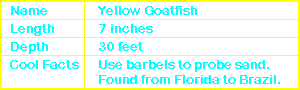 Yellow Goatfish Info