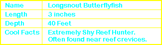 Longsnout Butterflyfish Info